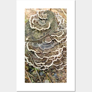 Turkey Tails Posters and Art